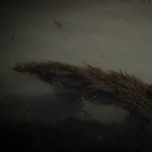 canals, surrendered cover