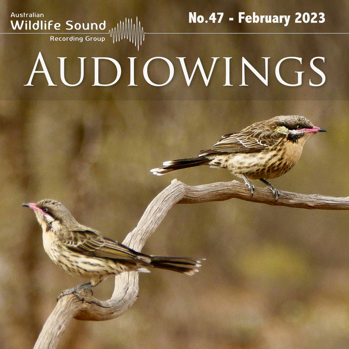 AudioWings No.47, February 2023 Australian Wildlife Sound Recording Group
