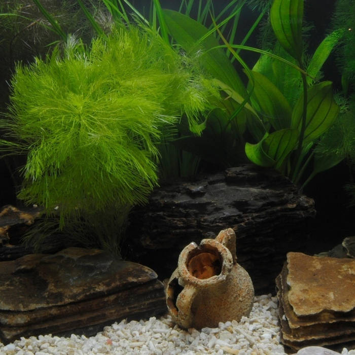 Dream Aquarium Screensaver Free Download For Windows 7 Ipyadar