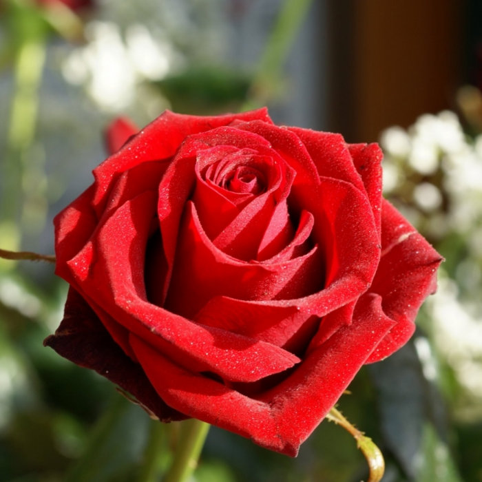 Lost In Chicago Kristen Rose Daniel Rose