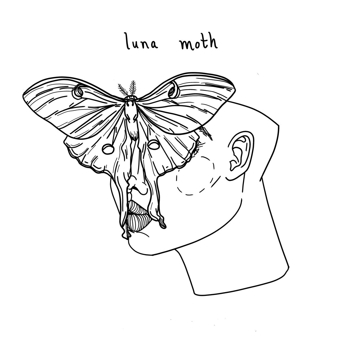 Black Widow Luna Moth