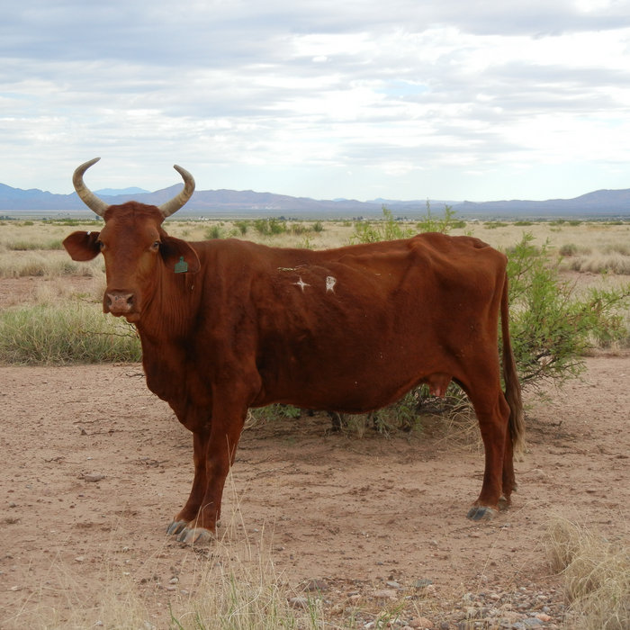 Tritzem Yodel W'All Grandpa Jones cover W'all