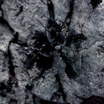 OS06 - The Consciousness Of Plants