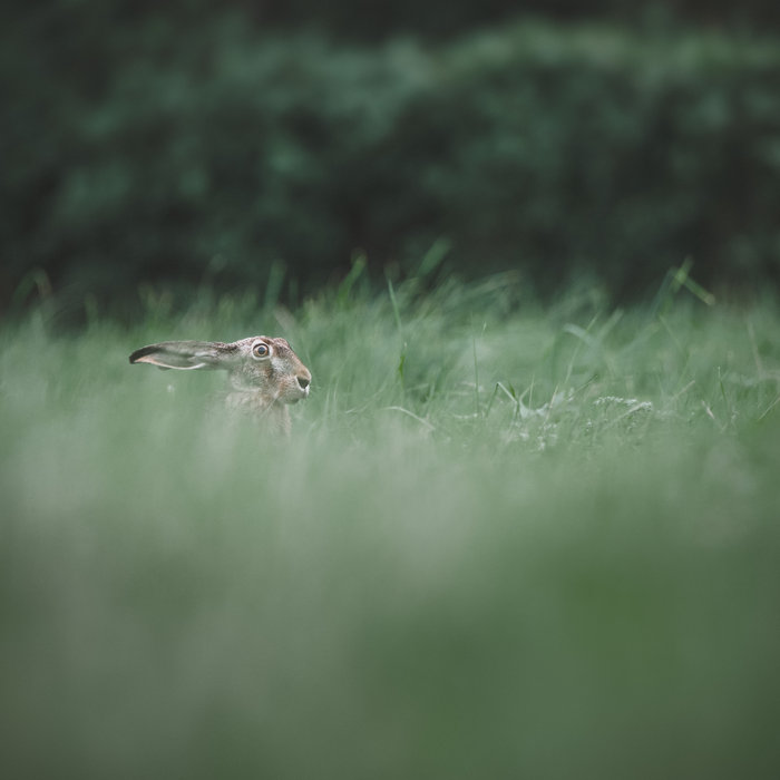 Chasing Rabbits | Humming Whale