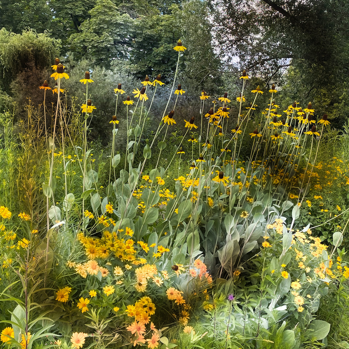 Rudbeckia Maxima Lex Kosieradzki rudbeckia-maxima-lex-kosieradzki