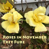 Roses in November Cover Art