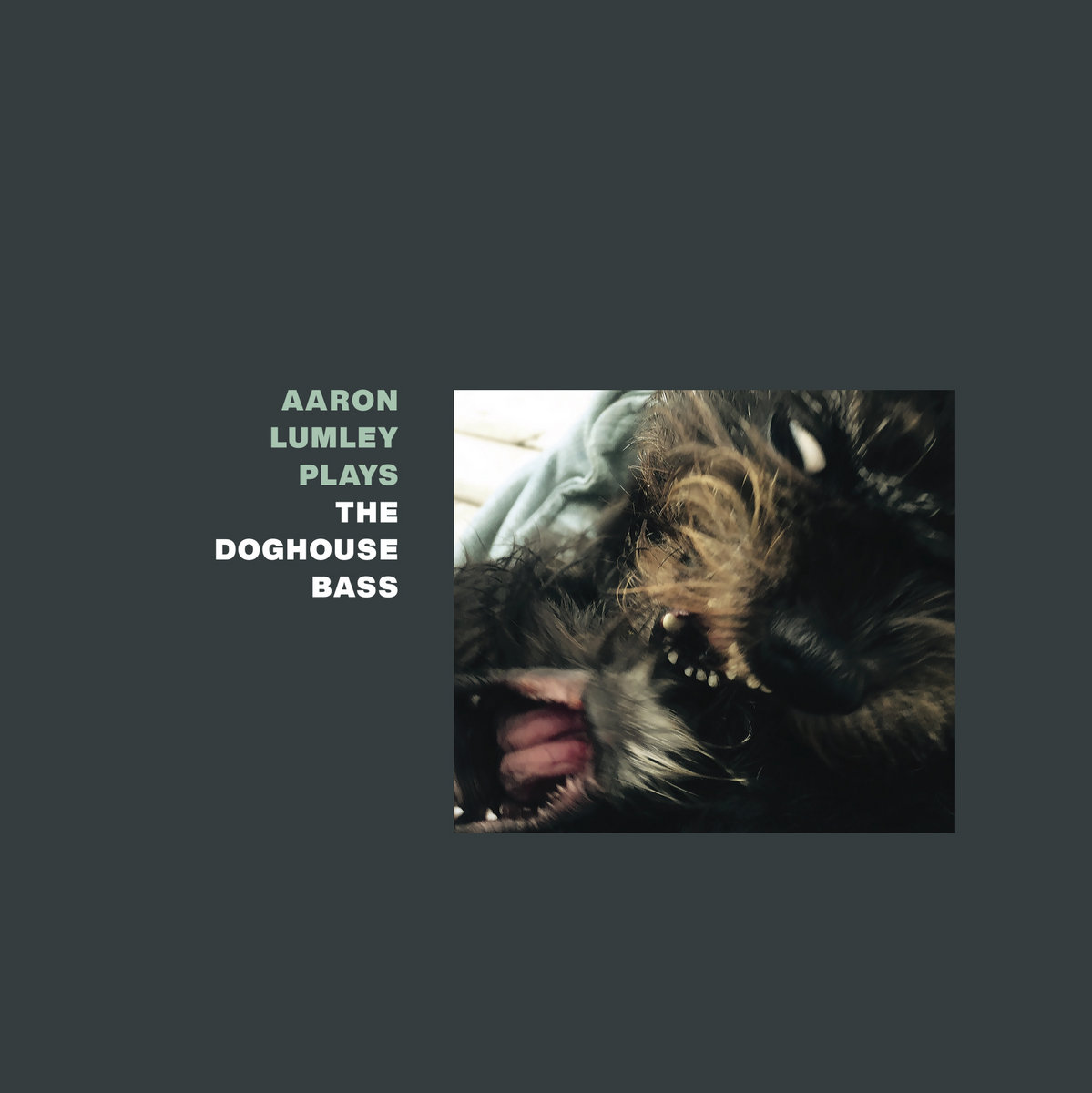 Aaron Lumley Plays the Doghouse Bass Aaron Lumley