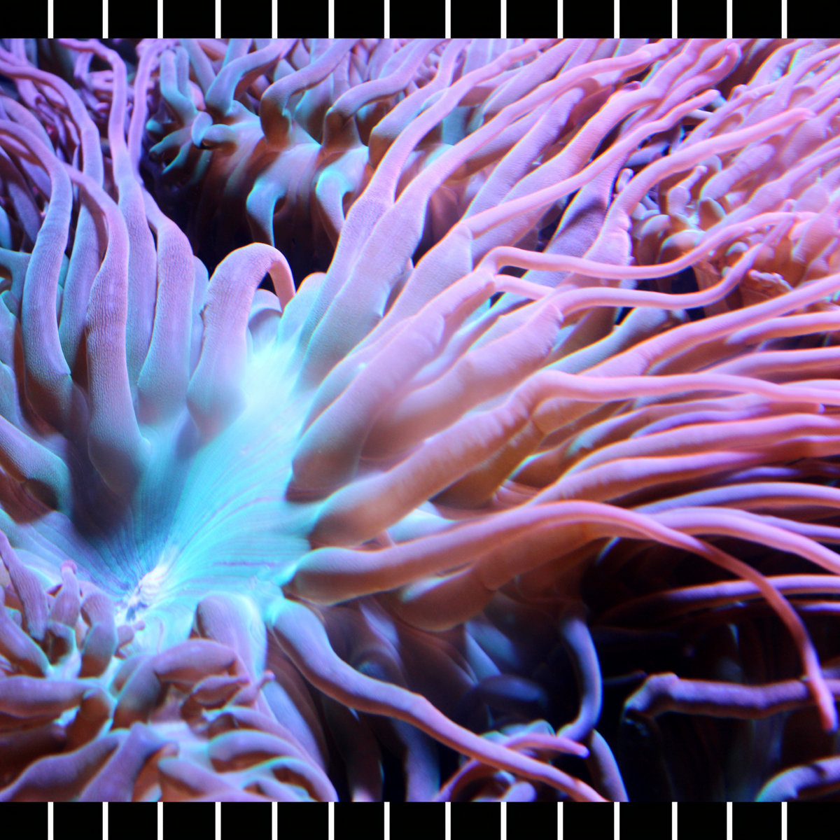 Coelenterate