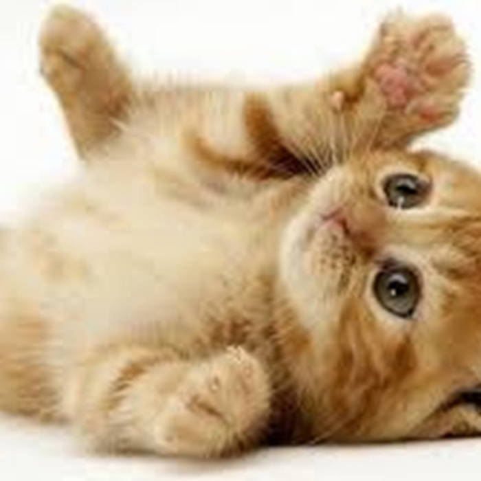 Cat showroom deals near me