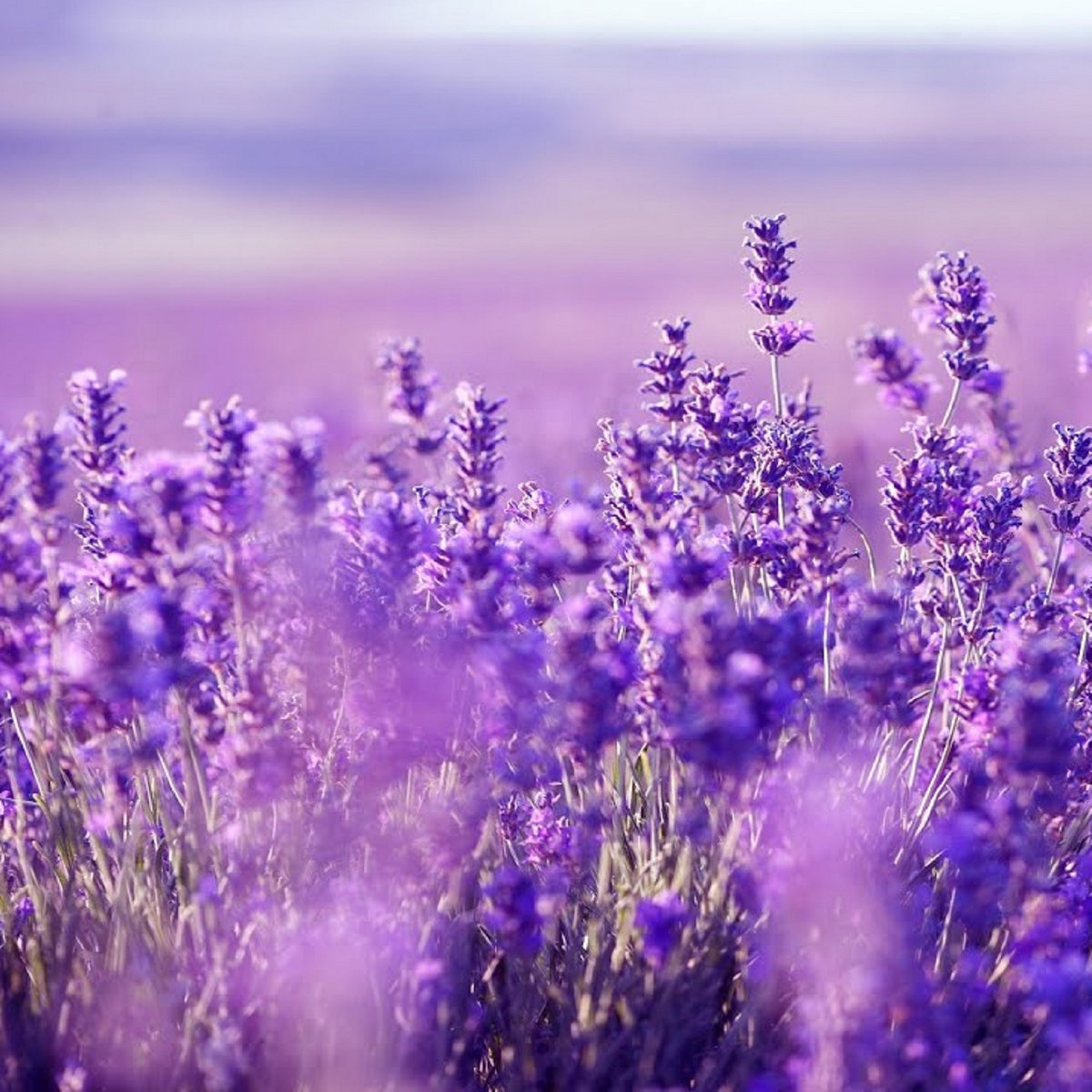 Purple Flowers ★53 (20 Minutes) Soothing Relaxation