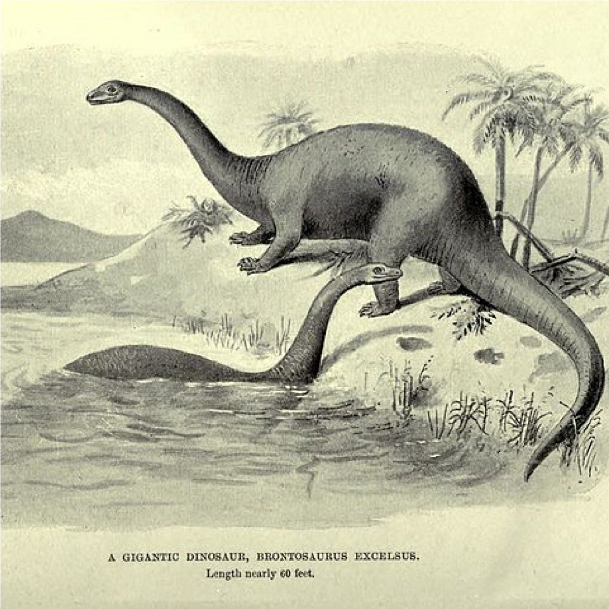 new brontosaurus
