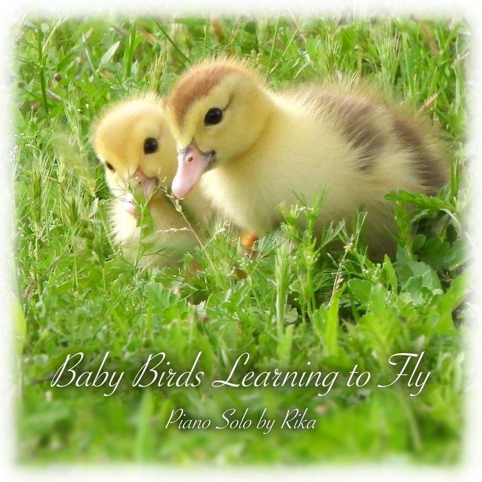 Baby Birds Learning to Fly cover art