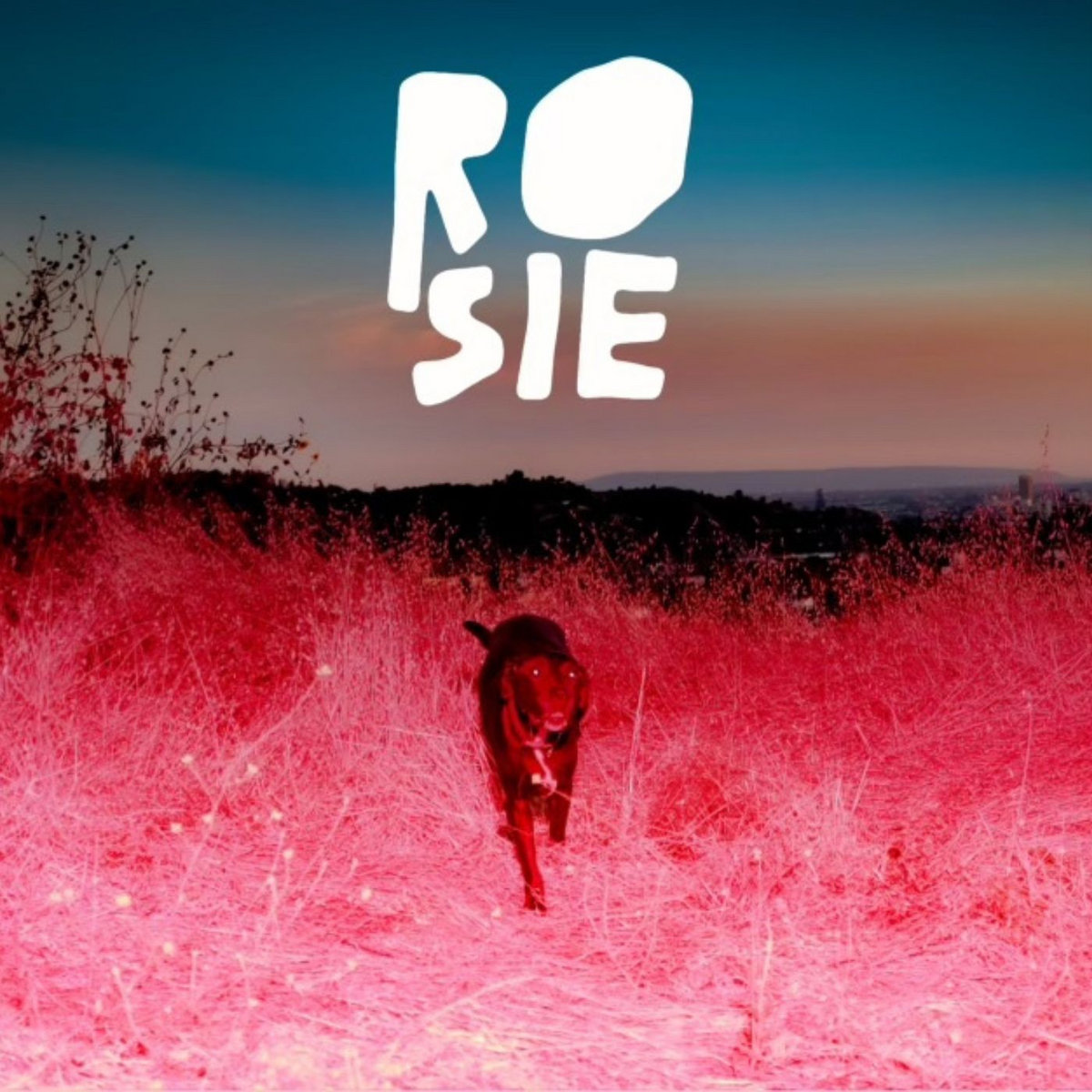 Rosie | Kaycie Satterfield