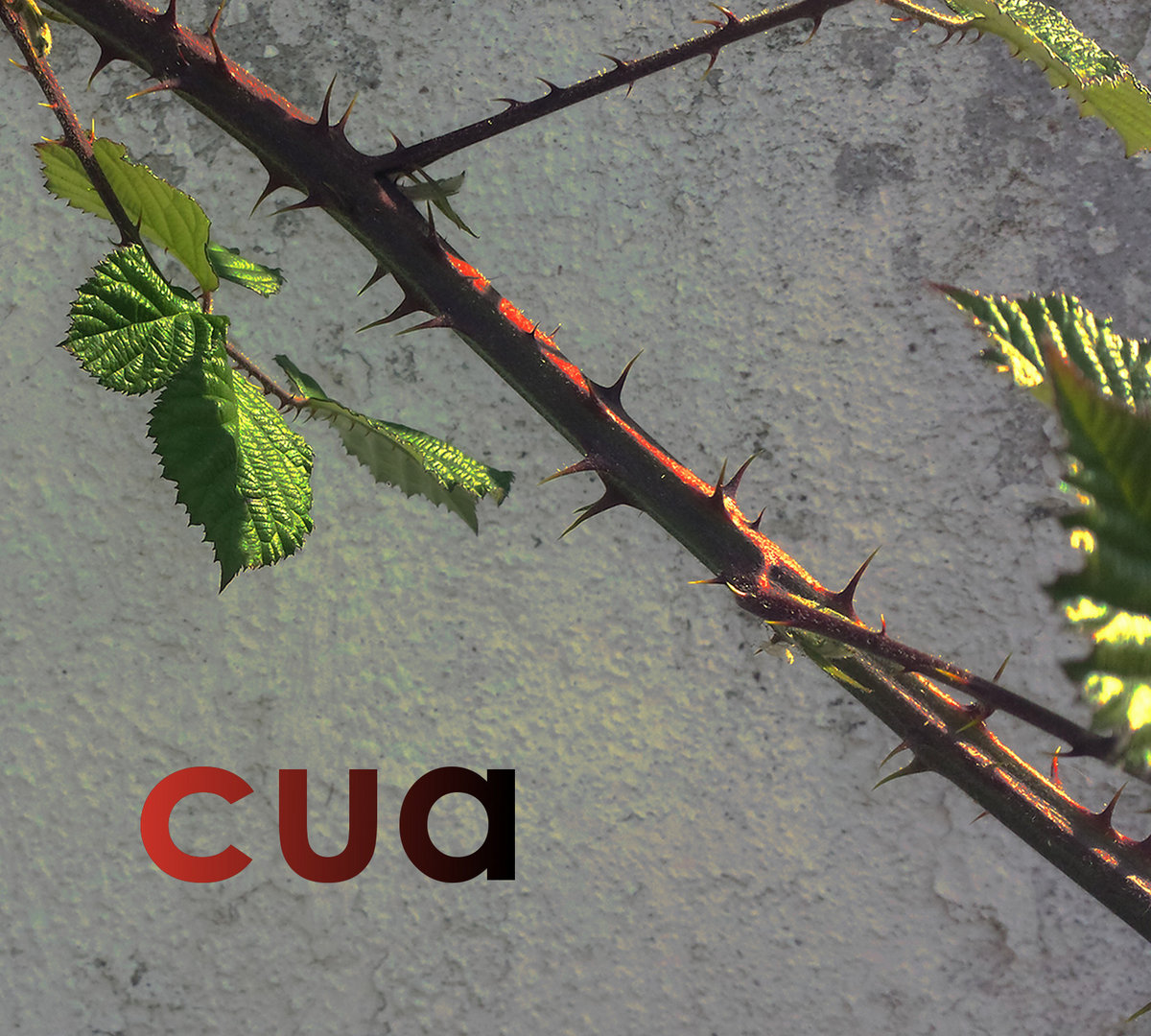 cua cover