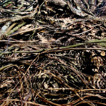 Track artwork for About the Wren / Peony Tubers