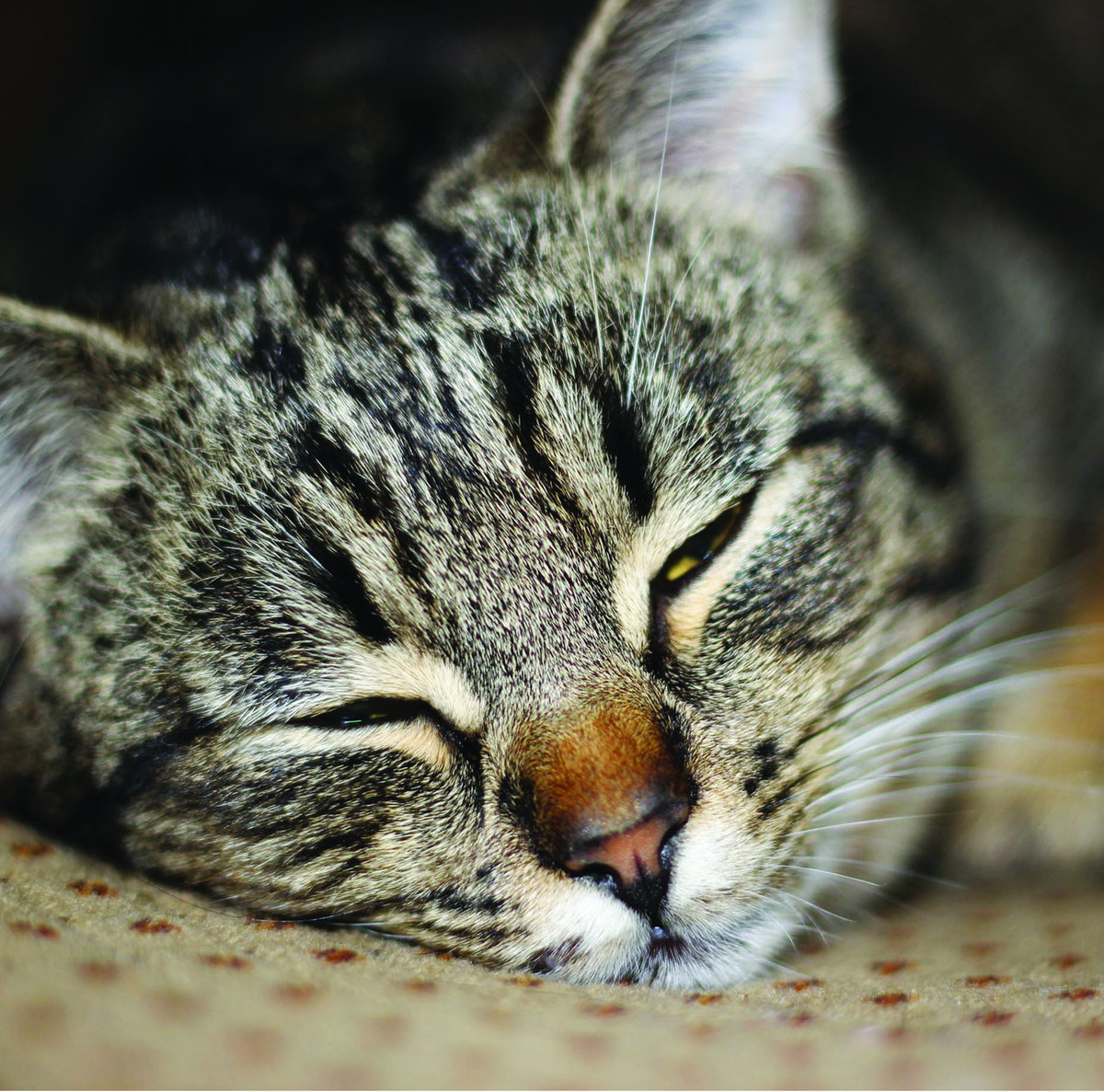 Les Chat Couche Reprise De Renaud Papillon Paravel Zuunk
