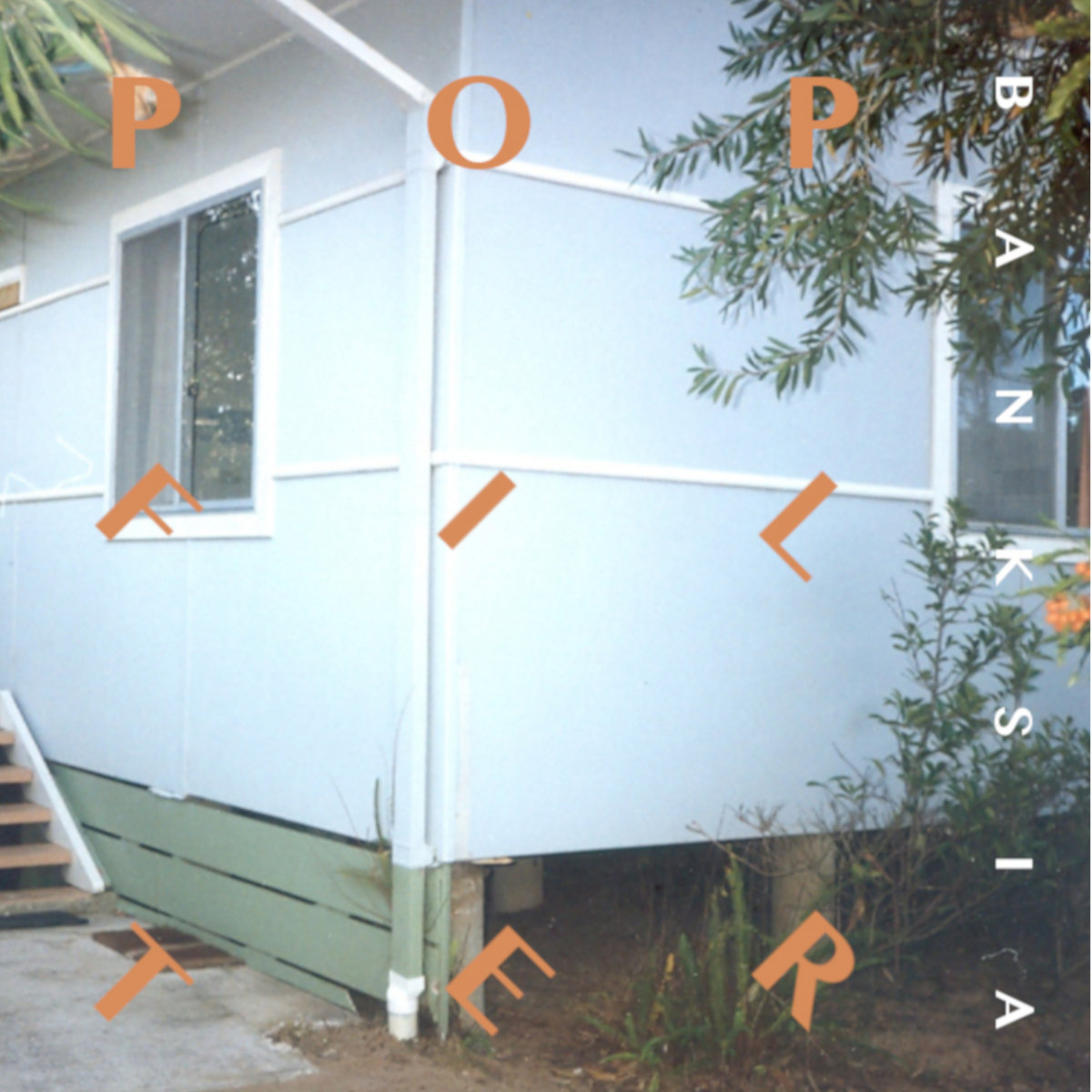 Banksia by Pop Filter