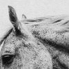 From The Horse's Eye