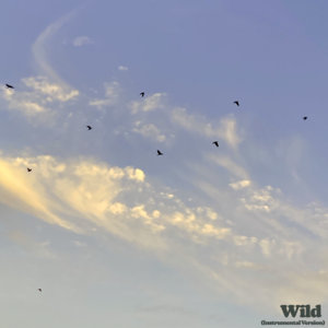 Wild (Instrumental) cover