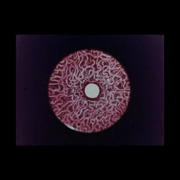 Covered in Roses main photo