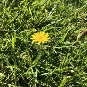 The Magical Turn Of The Fierce Daffodils cover