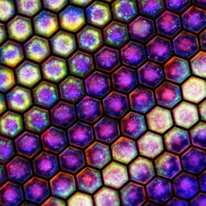 Posy — Microgalaxies
