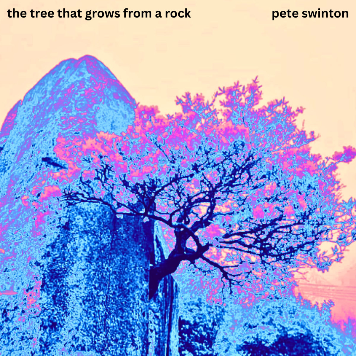 Craig Rath The Tree That Grows From A Rock | Pete Swinton