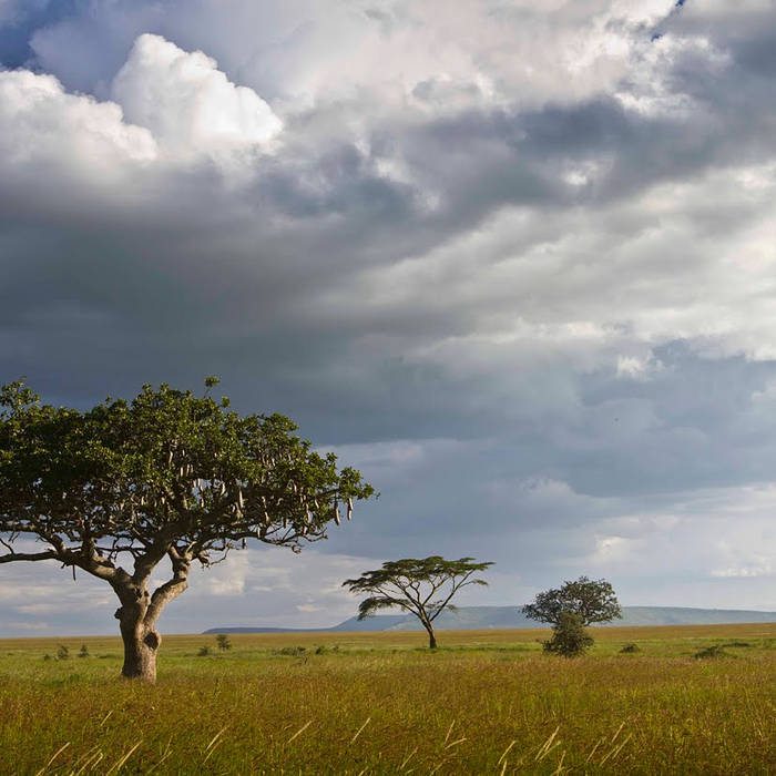 Biomes for kids. Деревья в стиле флэт. Flat land which has very few trees. Flat land which has very few trees. Flat plain.