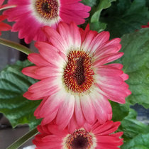 What Hubris It Was To Imagine We Would Still Be Here To Hear The Message It Brought Upon Its Return cover art