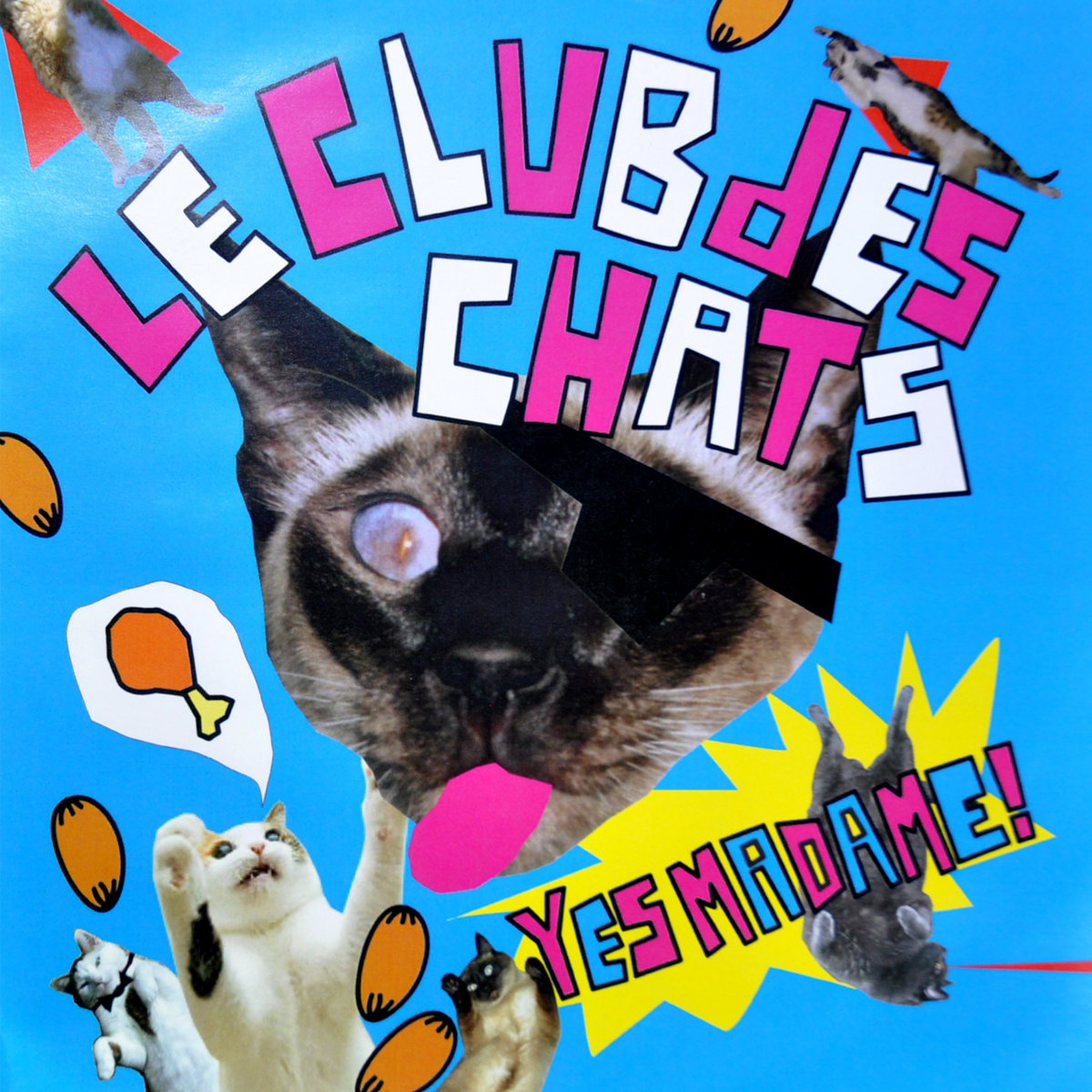 Chat Loutre Le Club Des Chats Le Club Des Chats Chat Loutre Le Club Des Chats Le Club Des Chats