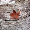 Samhain-Autumn