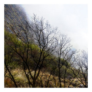 encapsulationI Play Alone x Arboreal cover