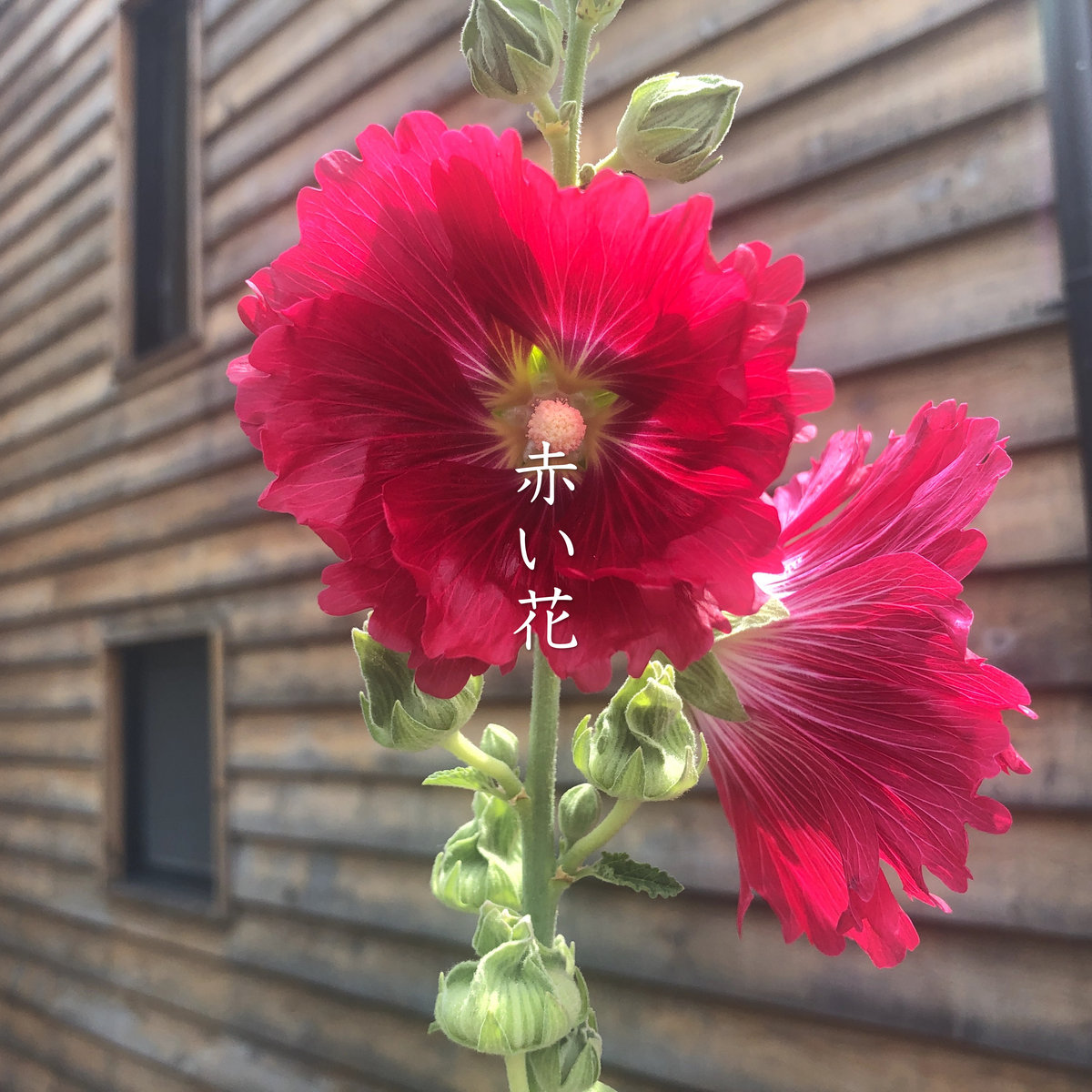 赤い花 Red Flower 野井勇飛 Noi Yuhi