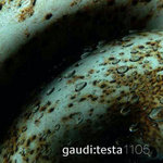 GAUDI:TESTA1105 (CONTINVVM)