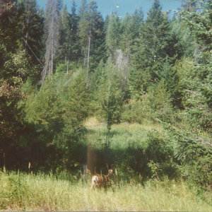Phese cover