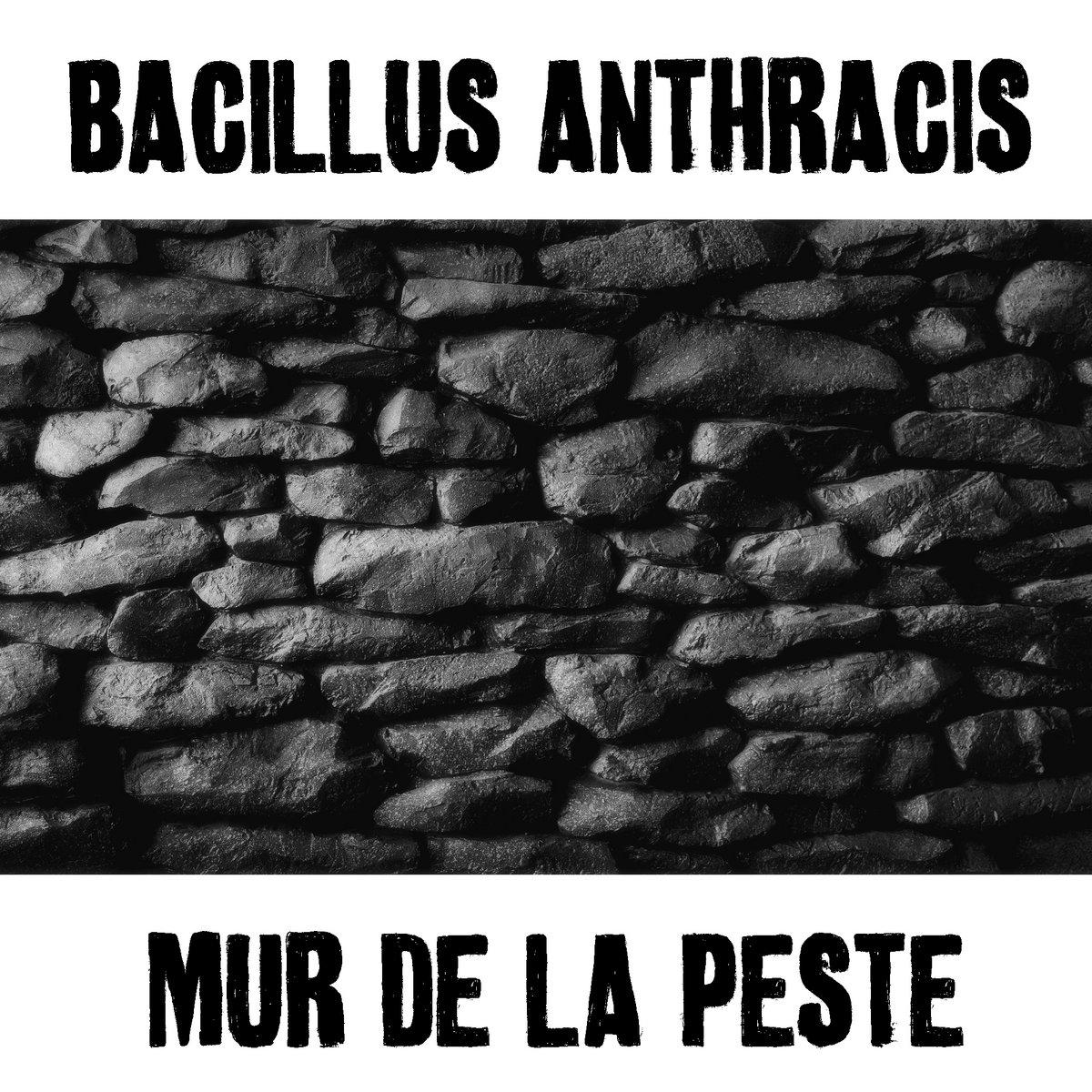 Bacillus Anthracis Mur De La Peste Bacillusanthracis - 