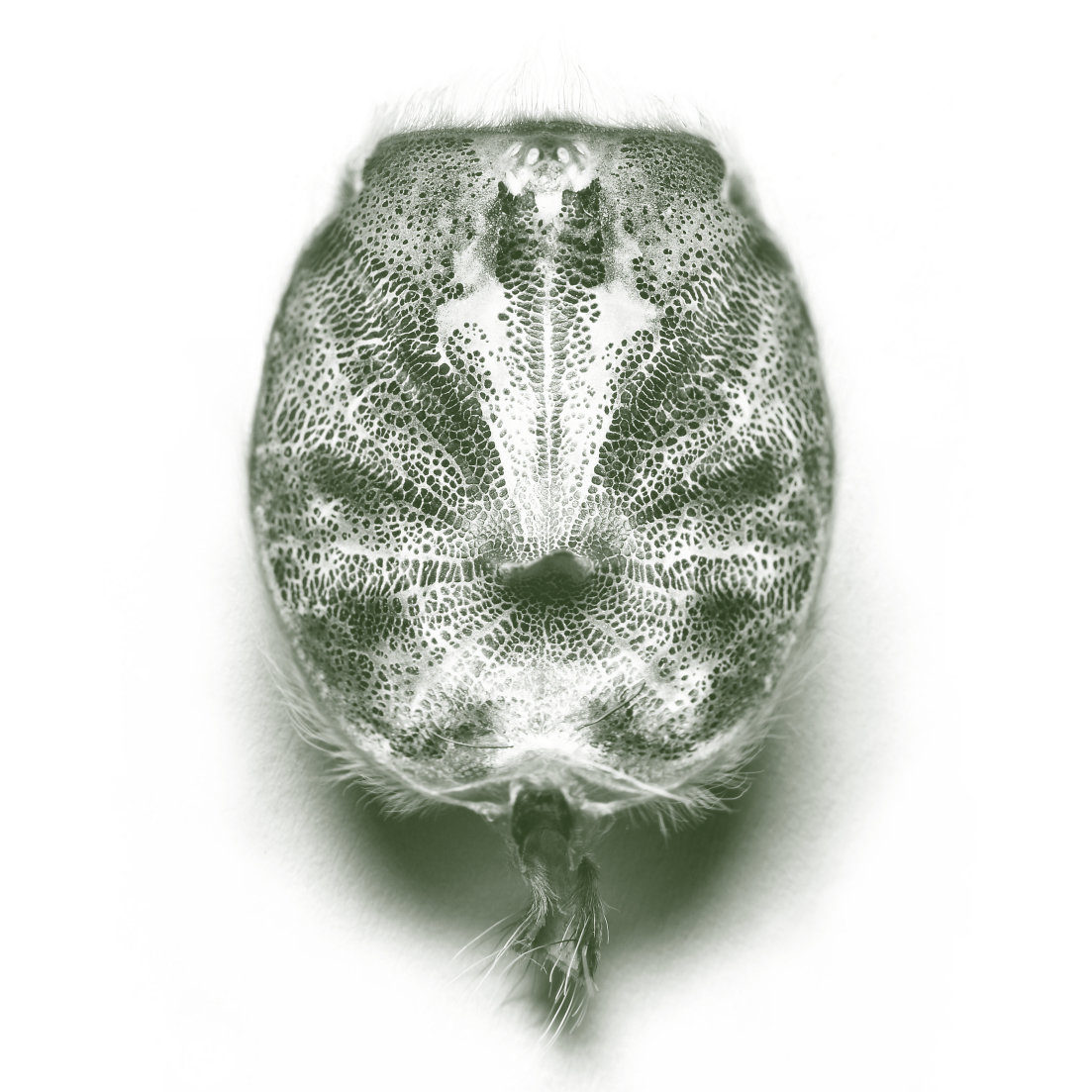 Grammostola cover art