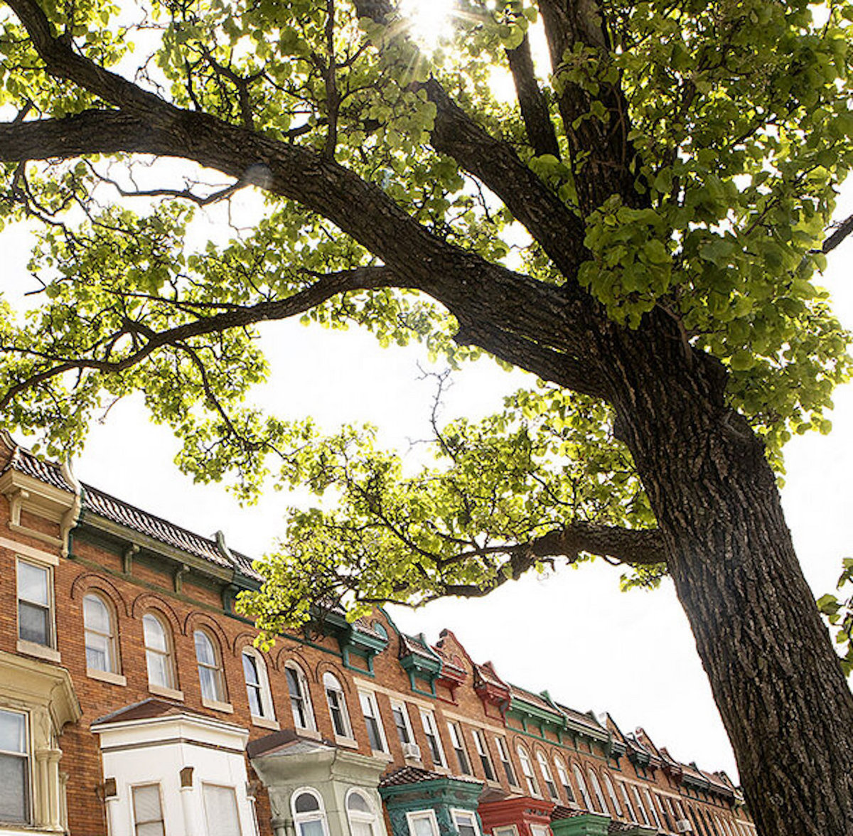 City Tree | The Electric Stage Hogs
