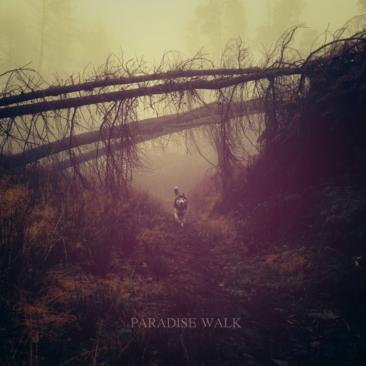 Paradise Walk & Morgan Willis EP  Paradise Walk & Morgan Willis