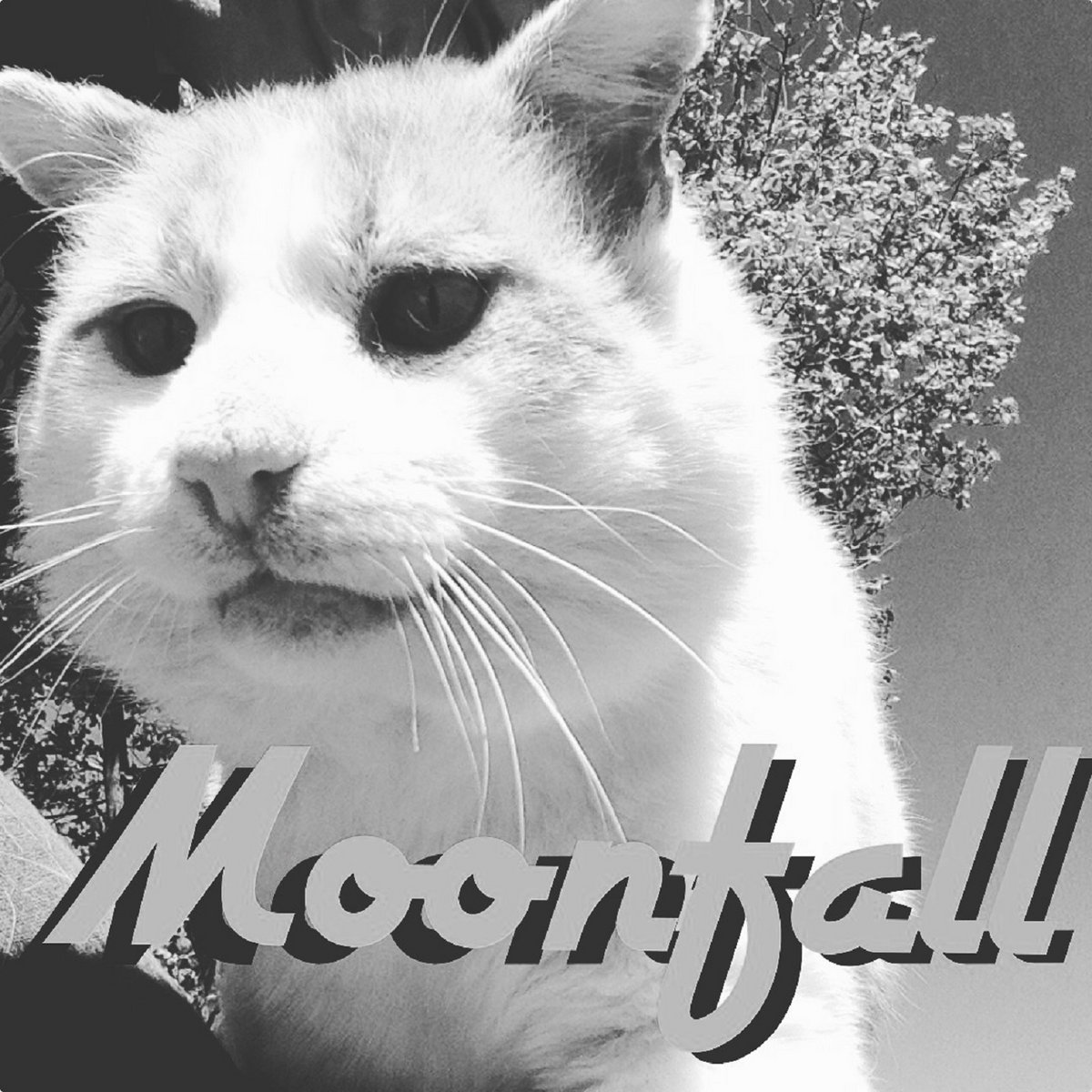 Moonfall Transitional Faze The Muted Heart + Transitional Faze