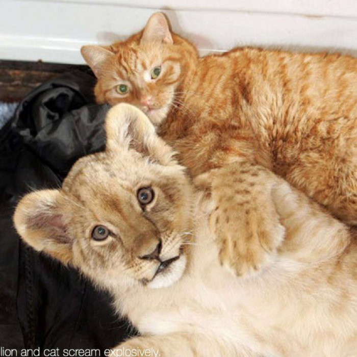 ライオンと吠える猫は、爆発的に叫びとあります。 | otoChfto records