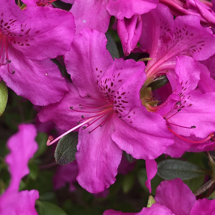 Smokebox (w/ yabob) Profesoide