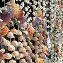 Longformacus - Shell Strings EP cover art