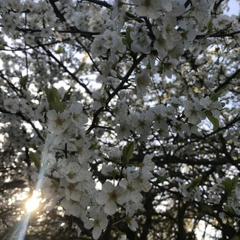 a step , a rose ; a word