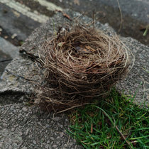 Fallen Nest cover art
