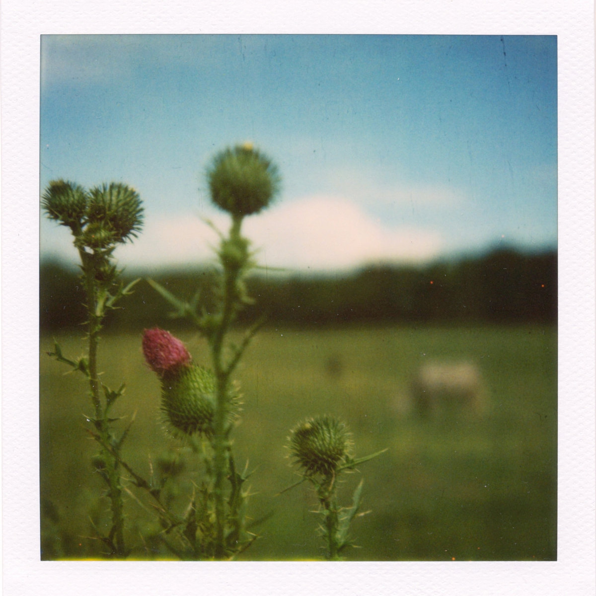 Лоу вистл ноты. A gift of a thistle from braveheart ноты. Лоу вистл ноты. A gift of a thistle from braveheart ноты. Софи марсо и мэл гибсон.