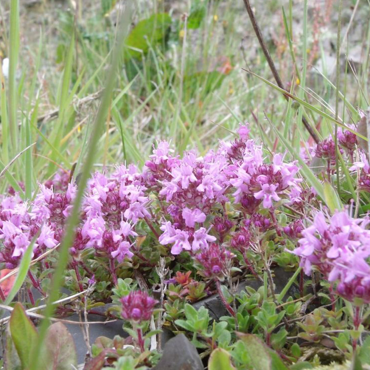 Wild Mountain Thyme Lynn Craig