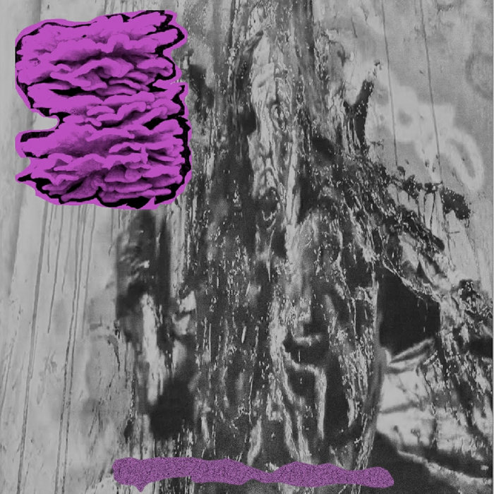 Infested Cake extreme toxic microbial spore hazard/facial bisporus infestation ...