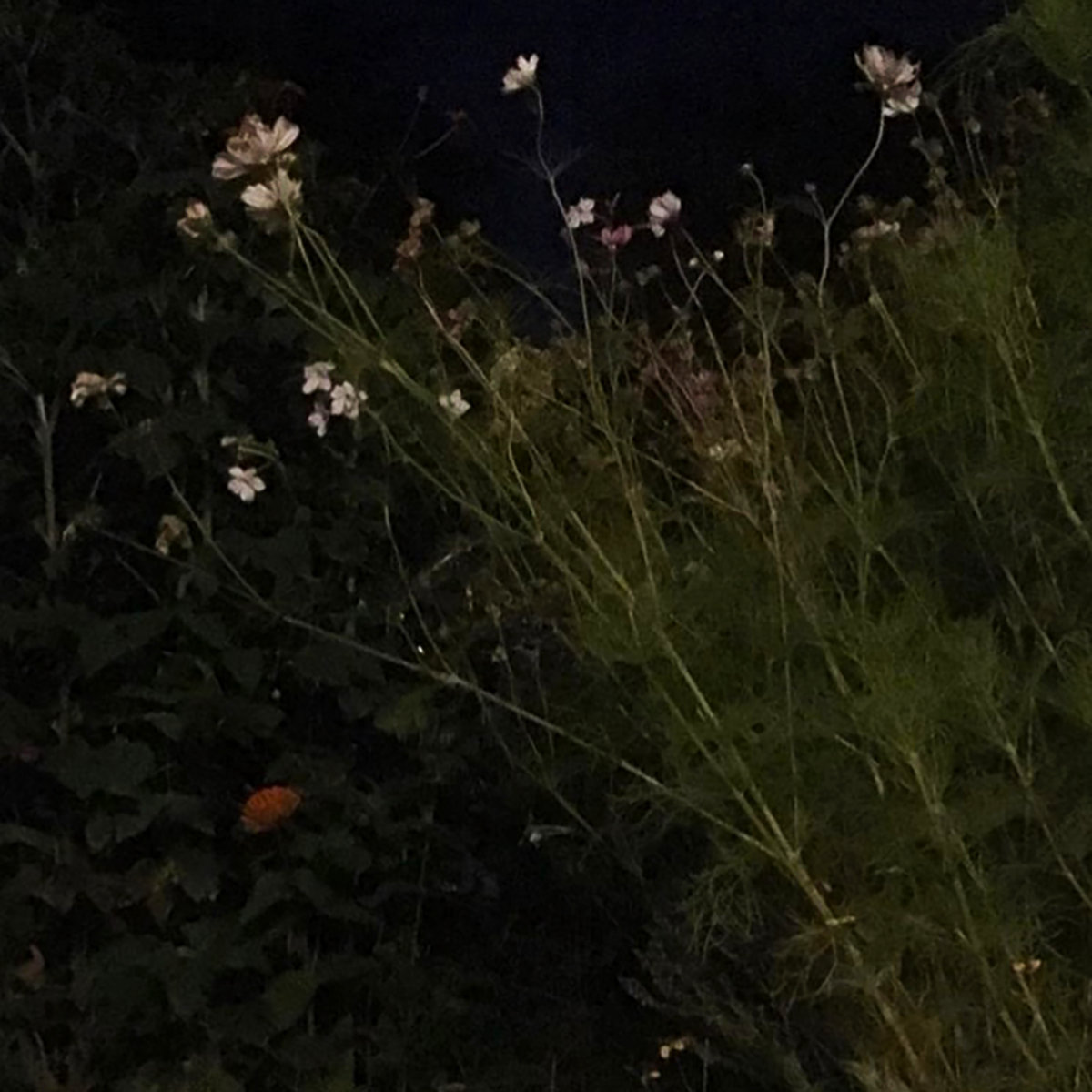 Sleep Apnea Beach Fossils Cover Lonerism