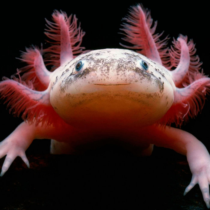 Dangerous | The Axolotls